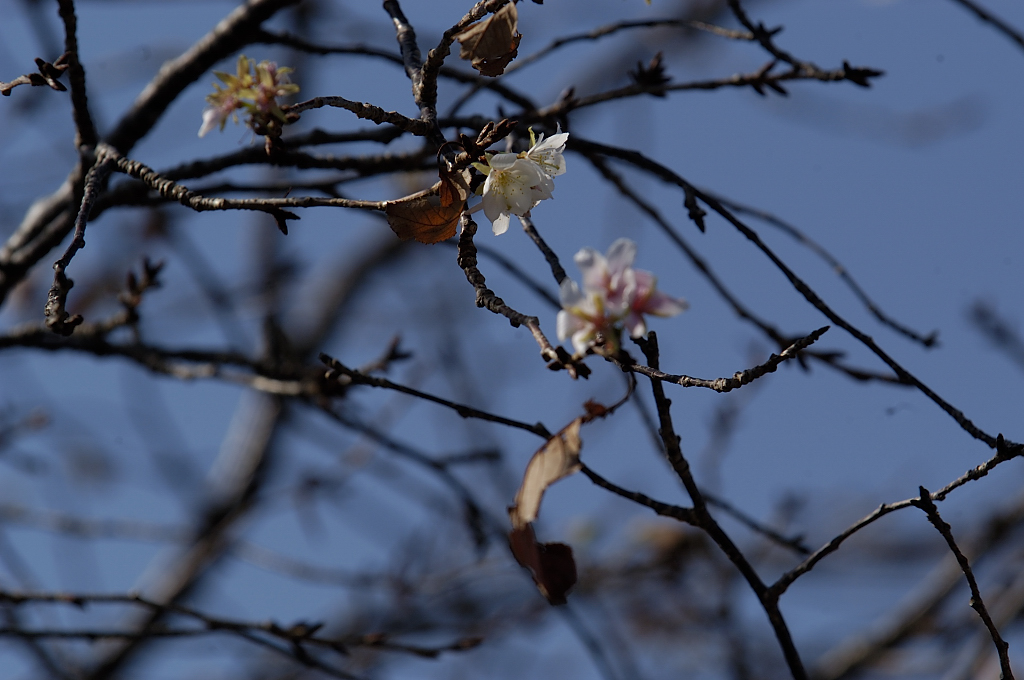 桜