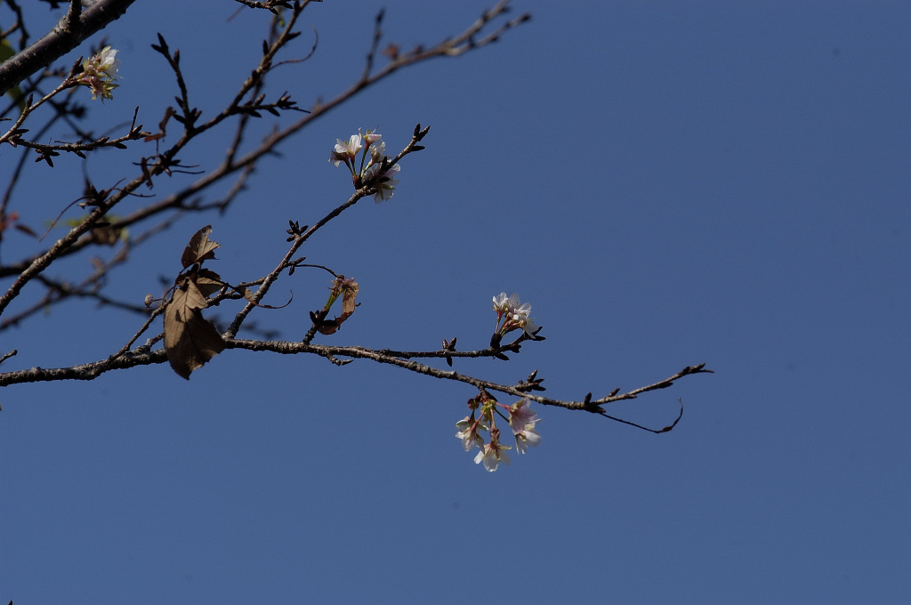 桜