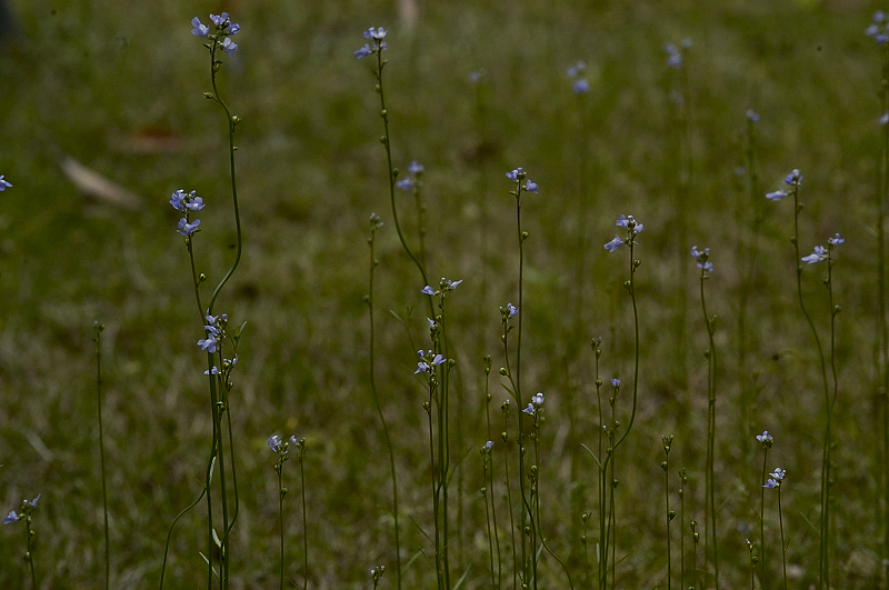 その他の草花