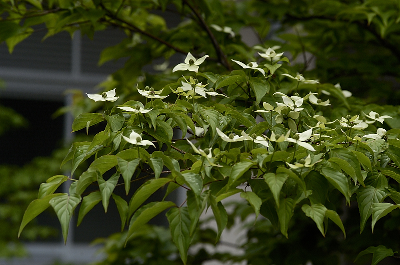 その他の草花