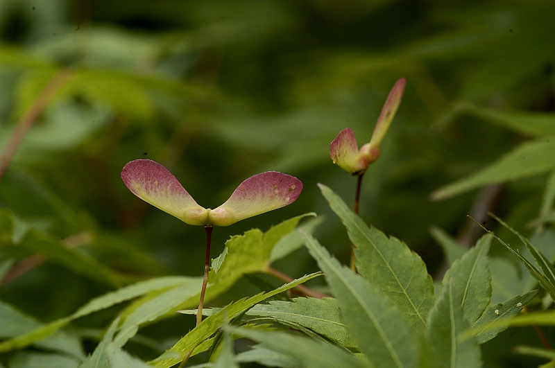 その他の草花