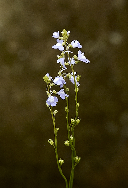 その他の草花