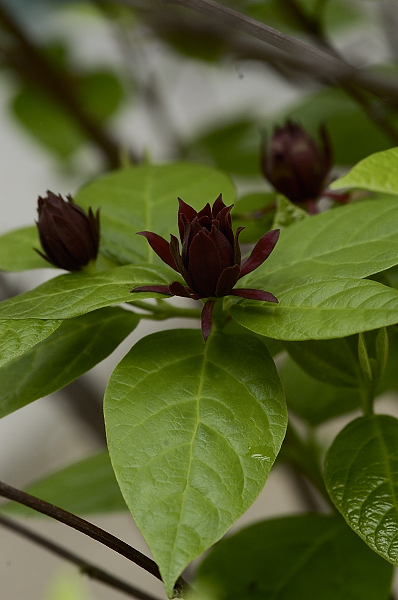 その他の草花